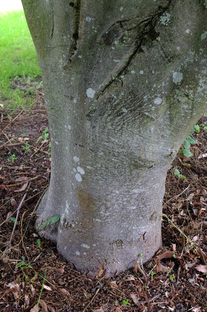 May close-up photo