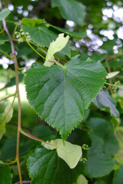 May close-up photo