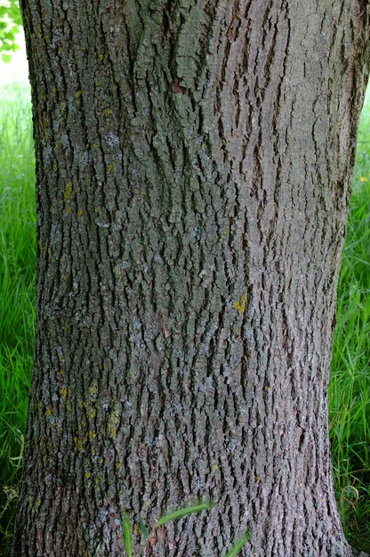 May close-up photo