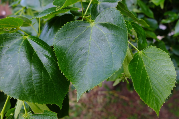 May close-up photo