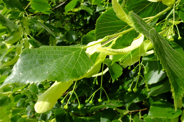 May close-up photo