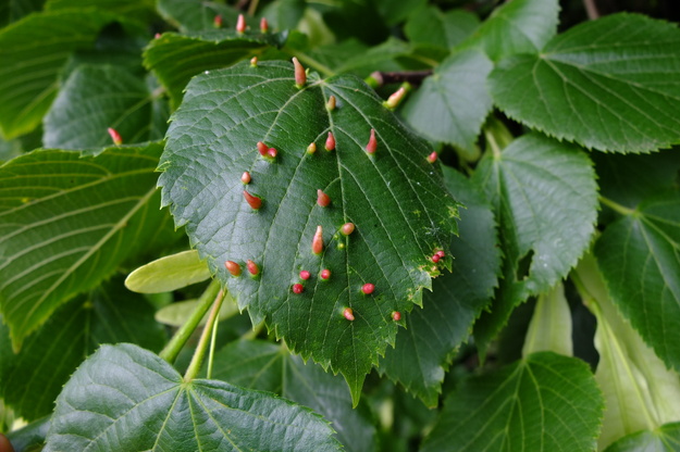 May close-up photo