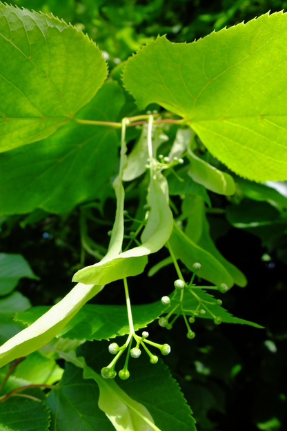 May close-up photo