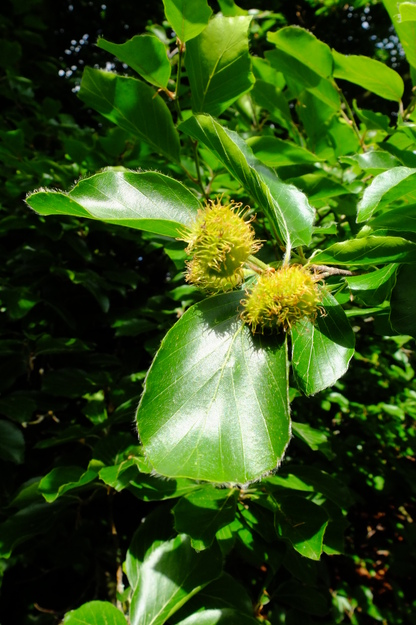 May close-up photo
