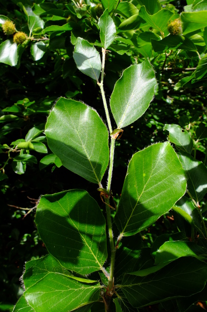 May close-up photo