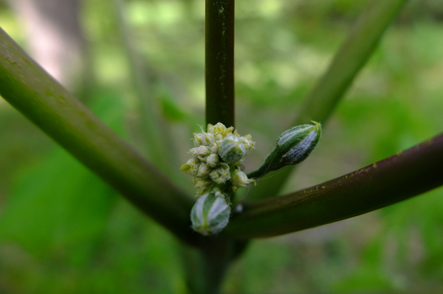 May close-up photo