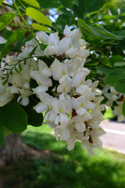 May close-up photo