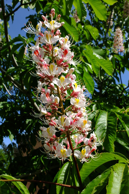 May close-up photo