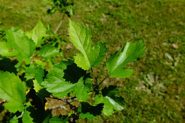 May close-up photo