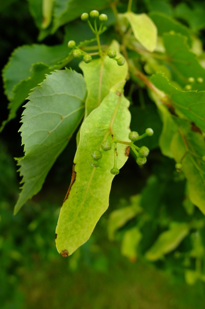 June close-up photo