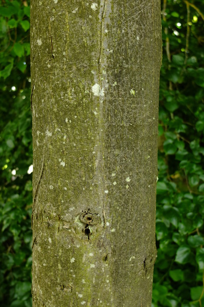 June close-up photo