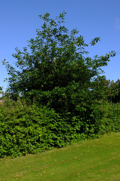 June tree photo
