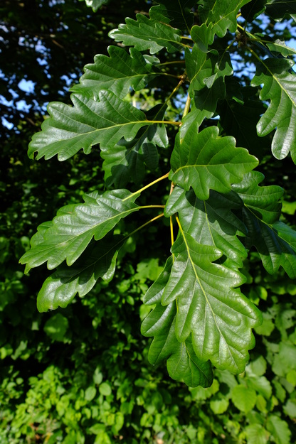 June close-up photo