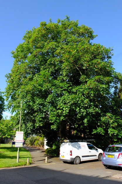 June tree photo