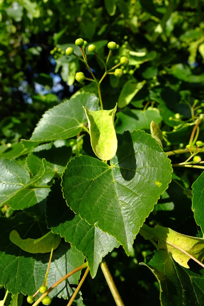 June close-up photo