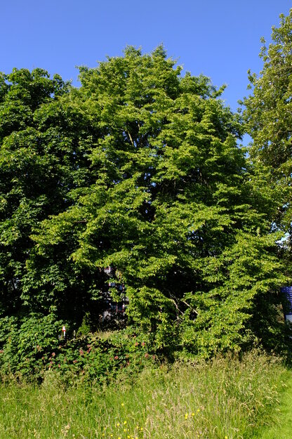 June tree photo