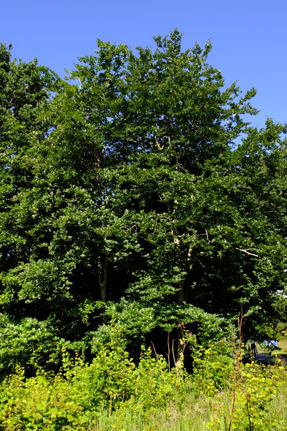 June tree photo