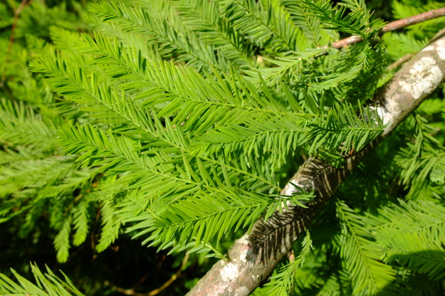 June close-up photo