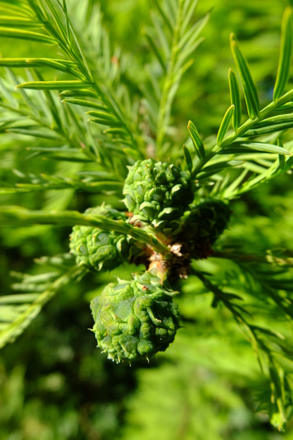 June close-up photo