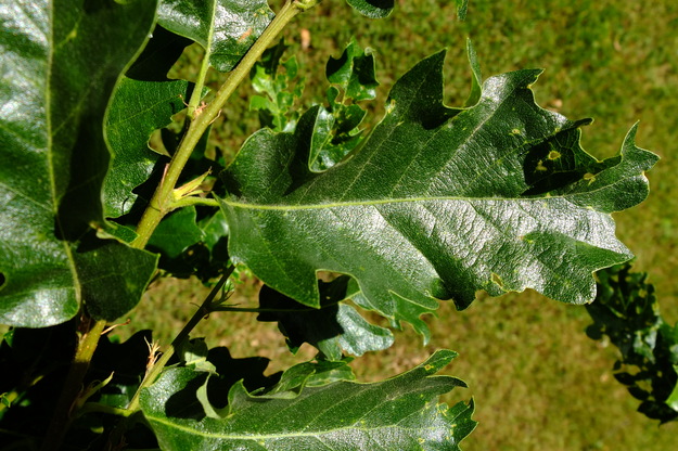 June close-up photo