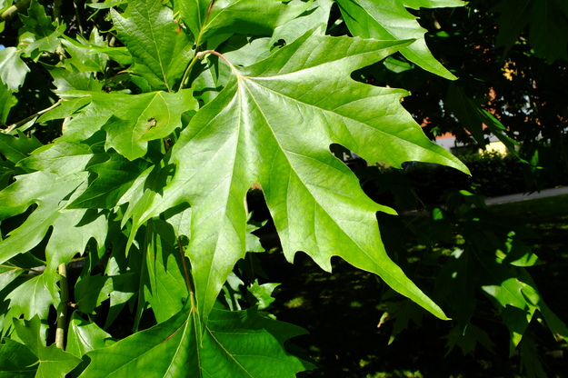 June close-up photo