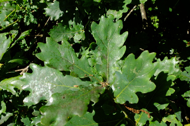 June close-up photo