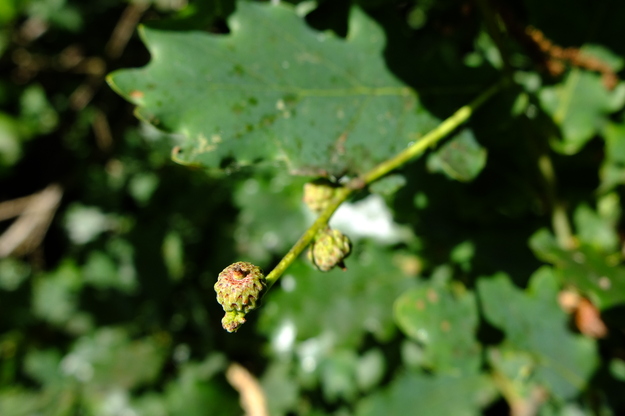 June close-up photo