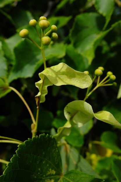 June close-up photo