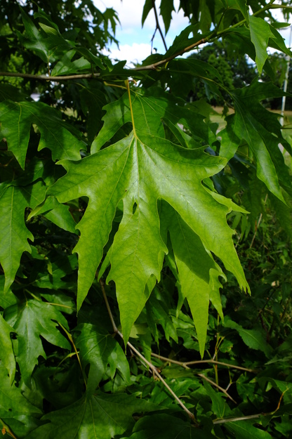 June close-up photo