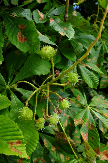 June close-up photo