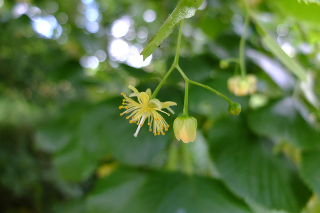 June close-up photo