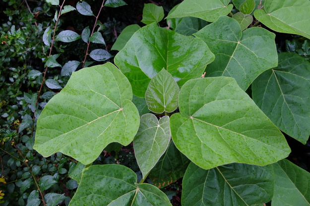 June close-up photo