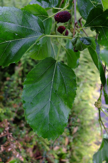 June close-up photo