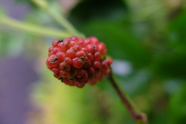 June close-up photo