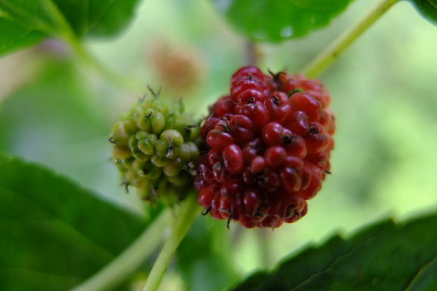 June close-up photo