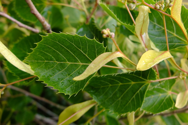 June close-up photo