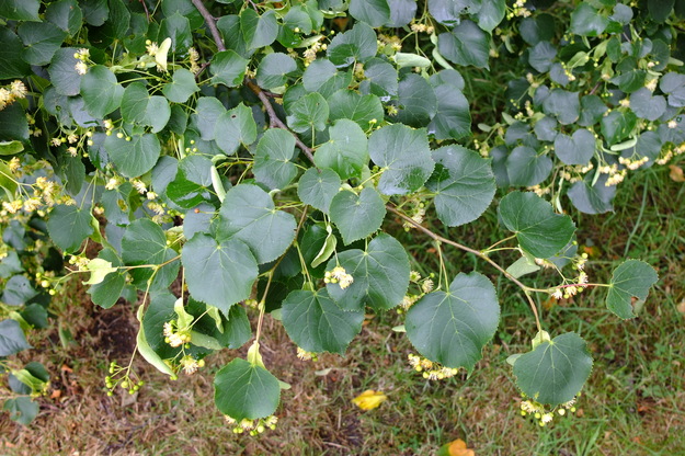 June close-up photo