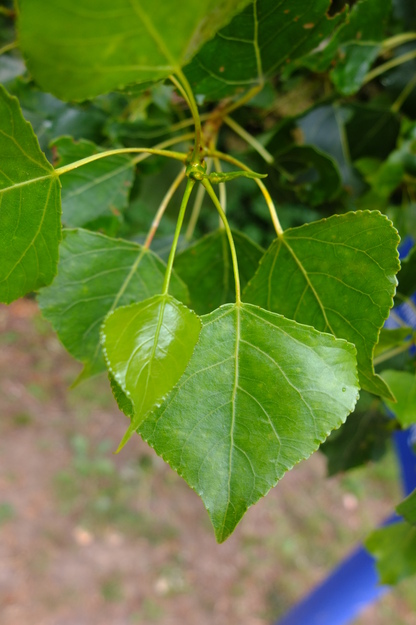 June close-up photo