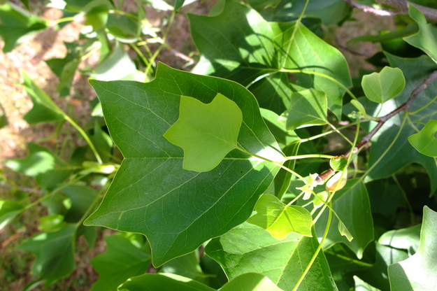 June close-up photo