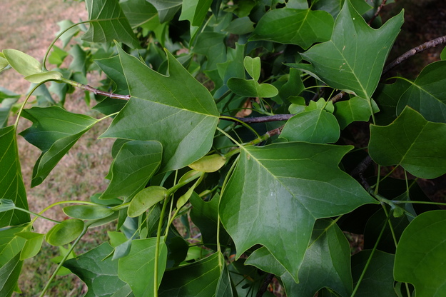June close-up photo