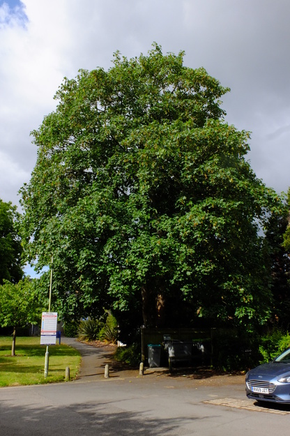 June tree photo