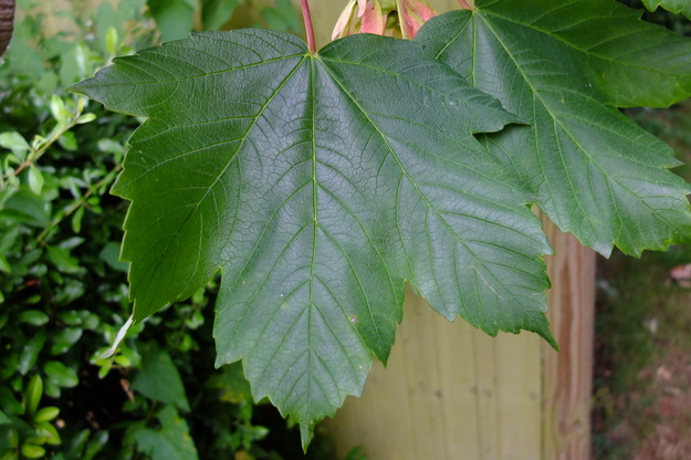 June close-up photo