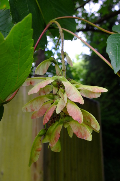 June close-up photo