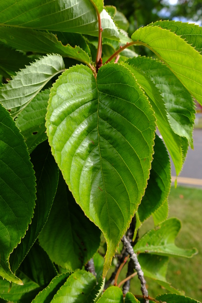 June close-up photo
