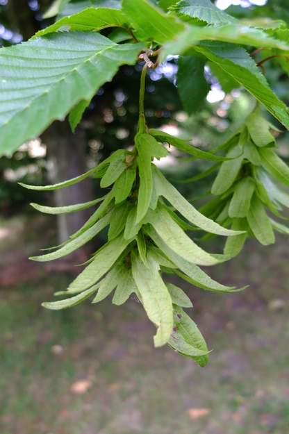 June close-up photo