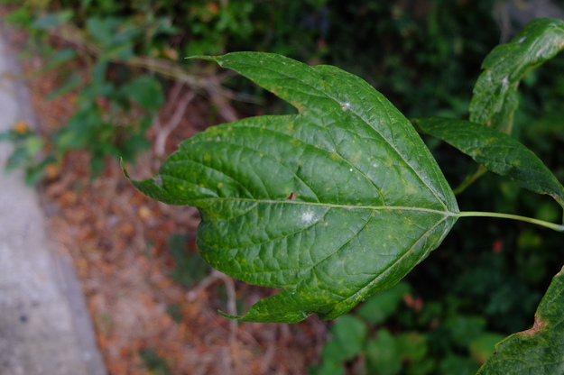 June close-up photo