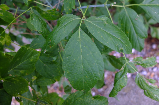 June close-up photo