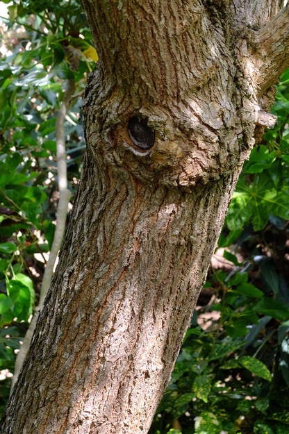 June close-up photo