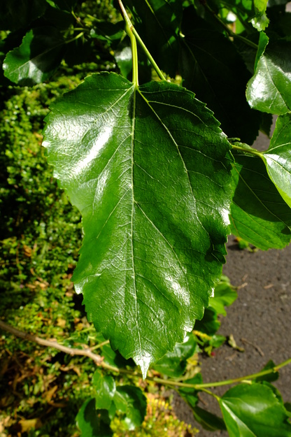 June close-up photo