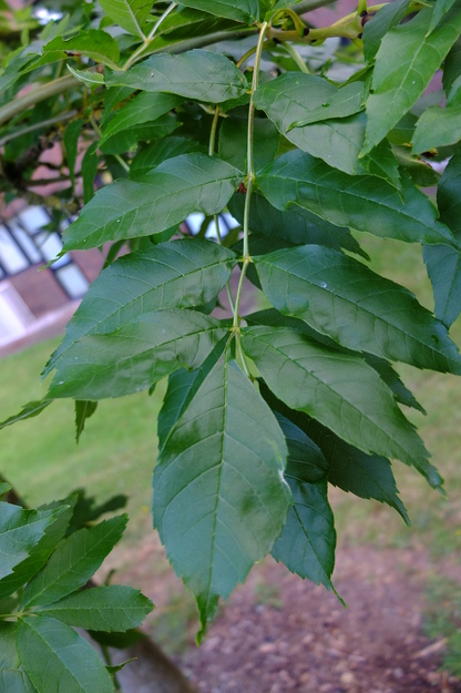 June close-up photo